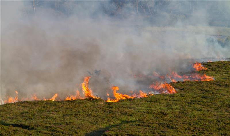 A heathland fire